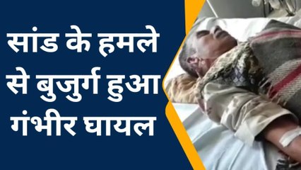 भीलवाड़ा: दो सांडों के लड़ाई के बीच में पड़ना वृद्ध को पड़ा भारी, देखें यह खबर