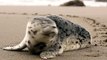 seal on the beach|seal|#viral #trending #dailymontion #viralvideo