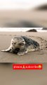 seal on the beach|seal|#viral #trending #dailymontion #viralvideo