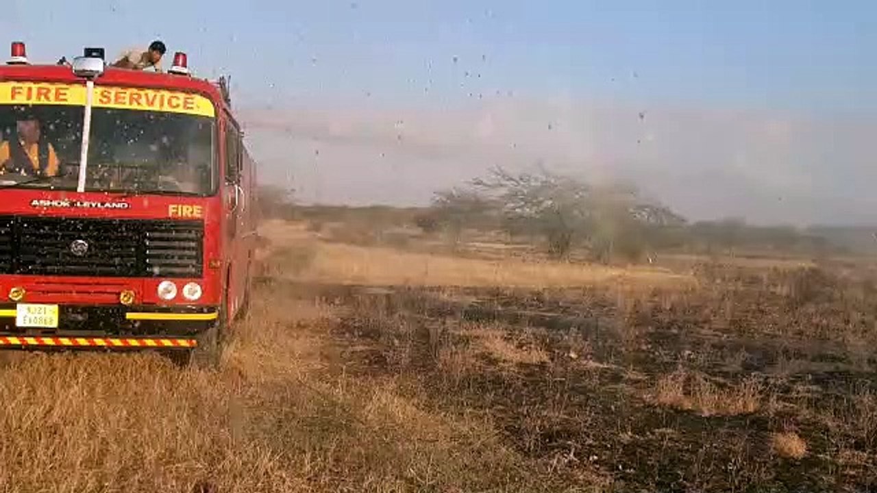 वीडियो में दे​खिए, गोगेलाव के पास जंगल में लगी आग