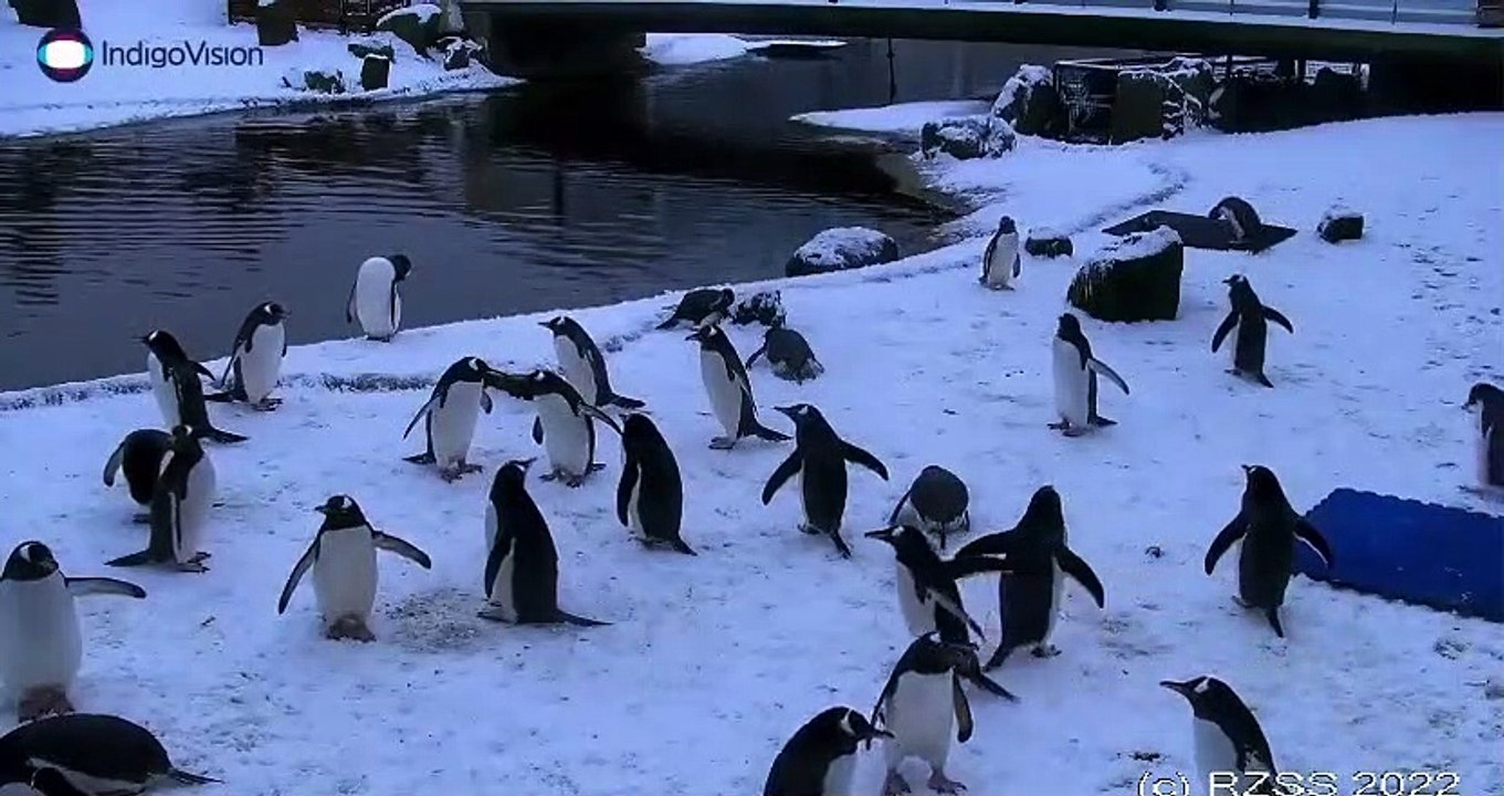 Edinburgh Zoo penguins playing in the snow