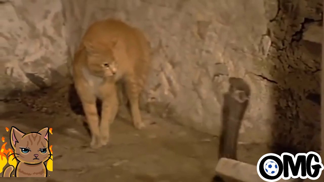 DANGEROUS BLOODY FIGHT OF A BLACK SNAKE  AND   CAT.