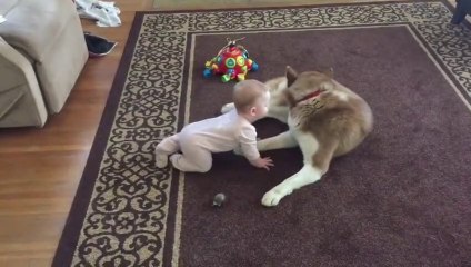 Siberian Husky Gently Plays With A Baby