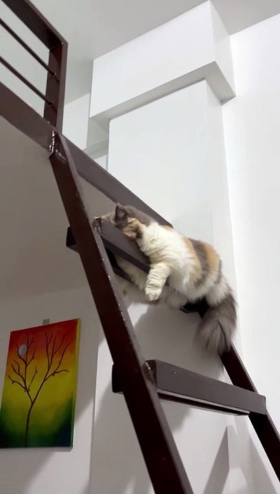 Kream the Cat Droops Over the Stairs