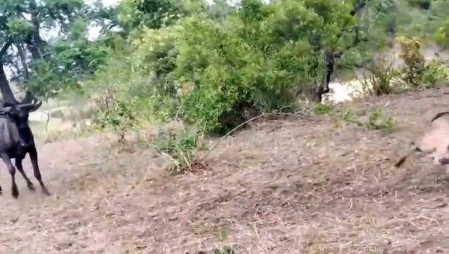 OMG ! Crazy Herd Of Buffaloes Suddenly Attack Cheetah - Zebras vs Lions Wild Animals Fight