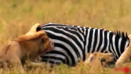 Download Video: Zebra Bit And Kicked The Lion In The Face To Rescue His Children - Lion, Zebra, Cheetah, wildebeest