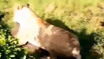 Crazy Scuffle Between Elephants And Lions To Scramble Territory - Cheetah vs Wild Dogs   Wild Battle