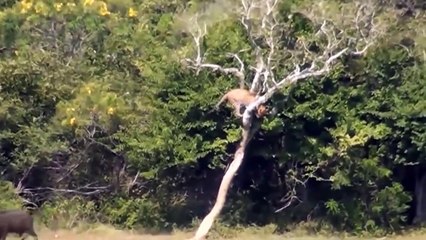 Wildebeests Knock Out Hungry Lion To Protect Their Herd - Cheetah vs Deer   Wild Animal Battle