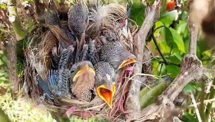 The Hawk Catches Baby Bird When Mother Bird Leaves The Nest