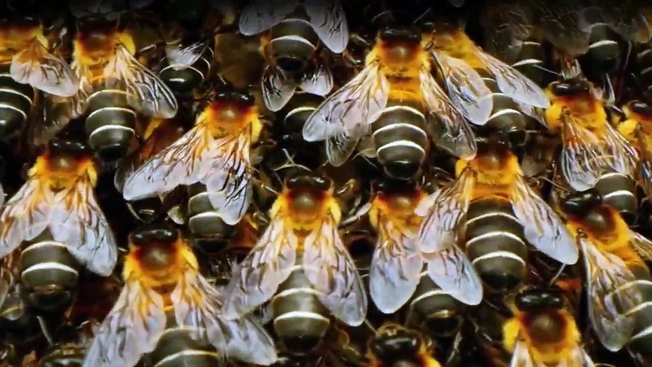 Welcome to Earth Staffel 1 Folge 3 HD Deutsch