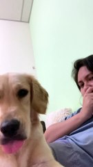 Very Sweet Golden Retriever Wants Cuddles and Attention