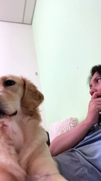 Very Sweet Golden Retriever Wants Cuddles and Attention