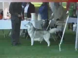 Oumiak's A Winter Tale  Siberian Husky Club of America 2007