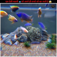 एक ऐसी मछली   जो अपने ही बच्चो को खा जाती है  