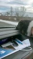 Border Collie Eagerly Follows After Mom in Another Car