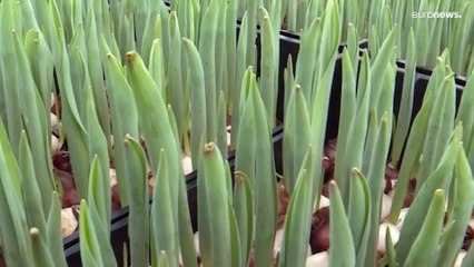 Нидерланды: биткойны греют тюльпаны