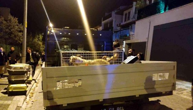 Evinde çok sayıda kedi köpek ölüsü bulunan kadın akıl hastanesine sevk edildi