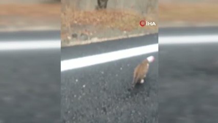 Başkentte kafasına konserve kutusu sıkışan kediyi vatandaşlar kurtardı: O anlar kamerada