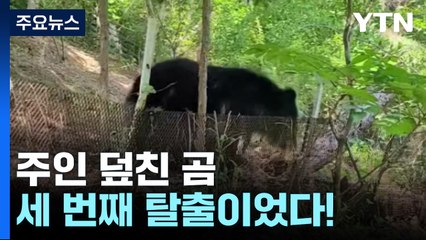 무허가 곰 농장, 세 번째 탈출로 인명 사고 발생 🐻