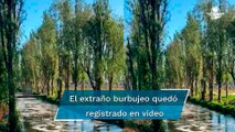 Burbujean canales de Tláhuac y Xochimilco tras sismo