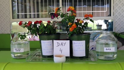 A test to see if microwaved water is bad for plants.