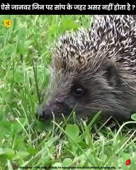 ऐसे जानवर जिन पर सांप के जहर का असर नहीं होता है ? | Facts About Animals | #shorts
