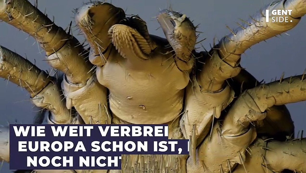 Forscher warnen: Zecken übertragen neues Virus