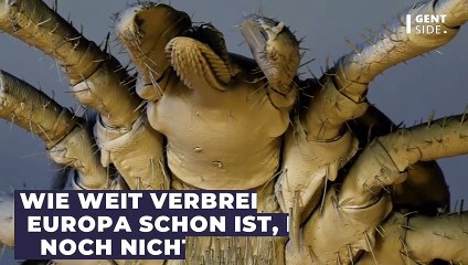 Forscher warnen: Zecken übertragen neues Virus