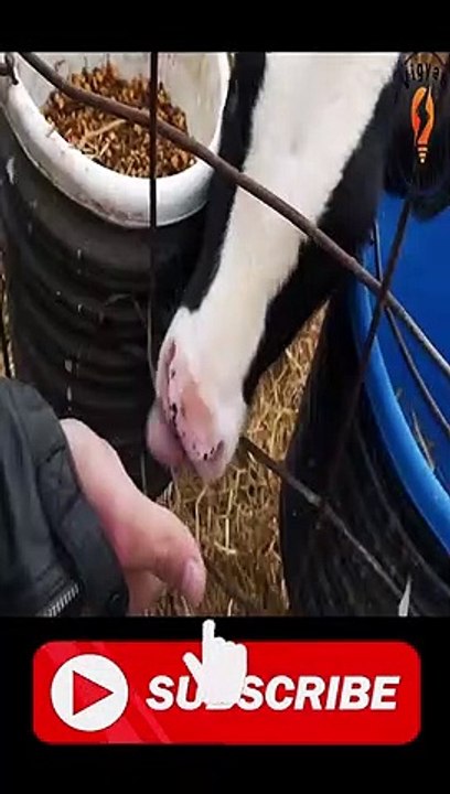 whey protein explained in Hindi - home made raw whey protein #shorts #facts #vigyanrecharge