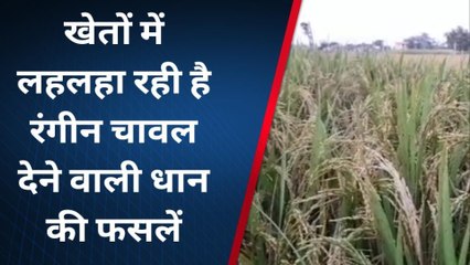 पूर्वी चंपारण: इस किसान ने शुरू की रंग-बिरंगे खेती, जानिए क्या है खासियत