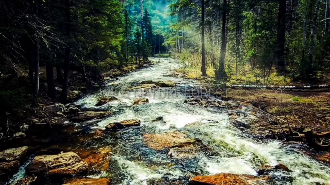 Nature In 4K | Relaxation Film - Forest Sounds Wild Nature