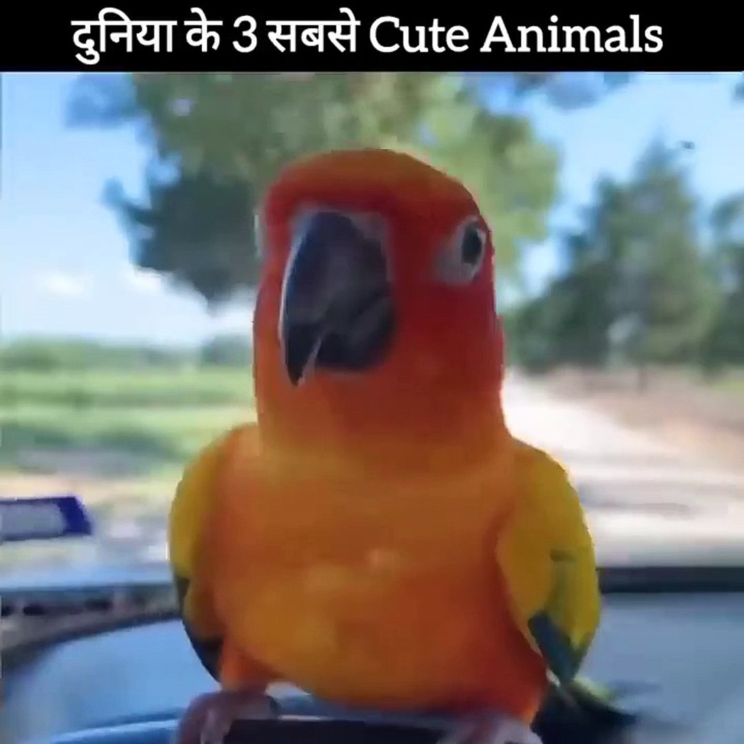 Cute Animals in the world _#animals