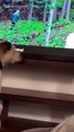 Best Funny Dogs Viral Clips-- #funny Cute Animals  #trending #animals