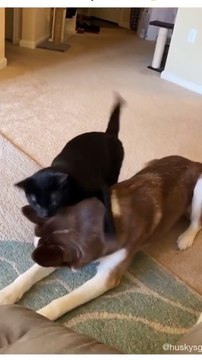 Best funny cute dogs clips #funny cute animals #video #trending #animals #reels