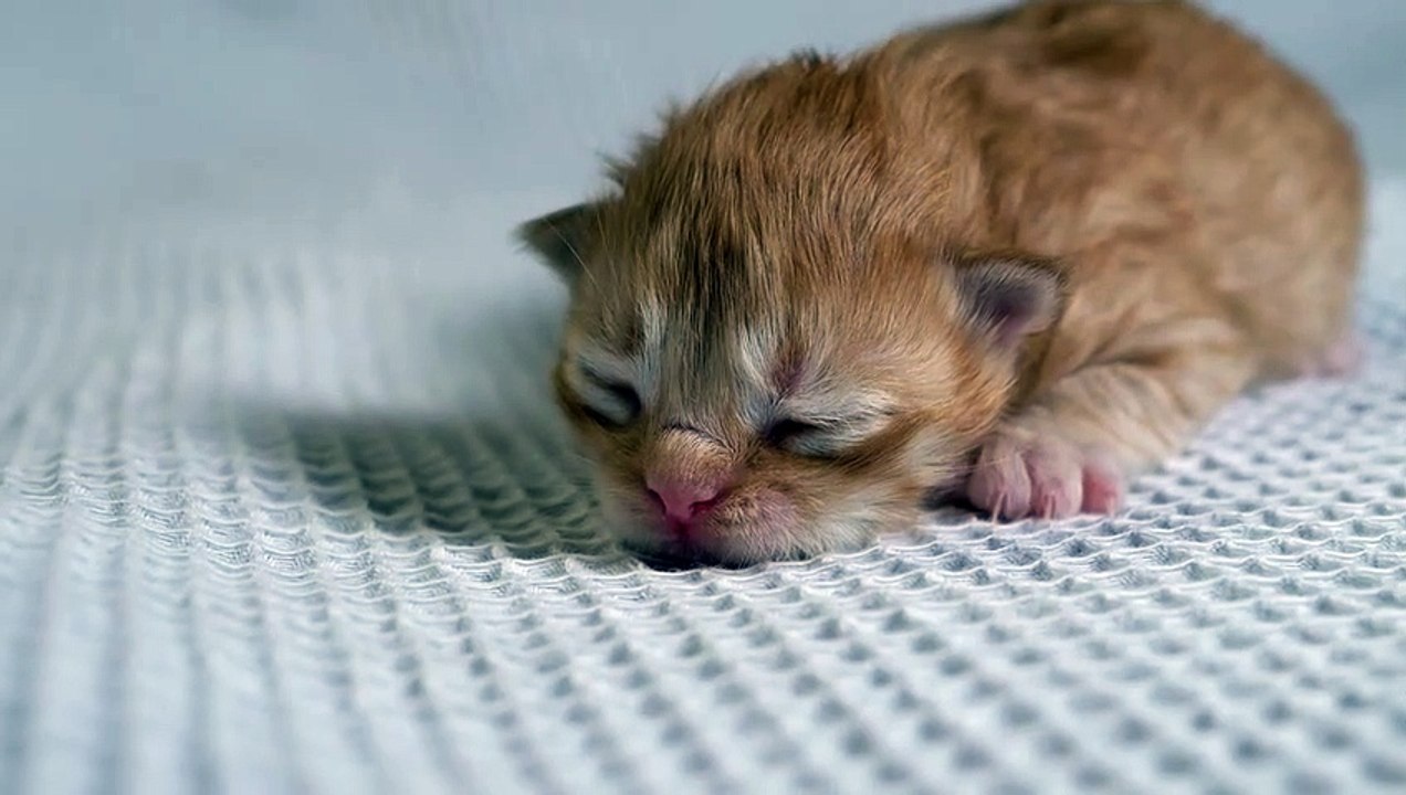 New bron cute baby cat video Dailymotion