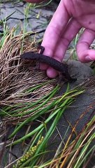 Rescuing Cute Animals Compilation