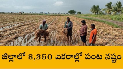 కృష్ణా: జిల్లా రైతాంగాన్ని నట్టేట ముంచిన మాండూస్.. 8,350 ఎకరాల్లో పంట నష్టం