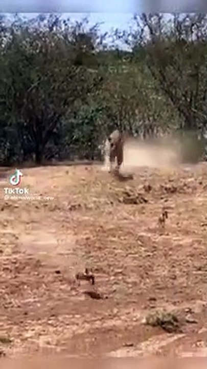 Yavru domuzu yem olmaktan annesi kurtariyor