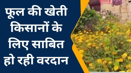 सिवान: किसानों के लिए गेंदा फूल की खेती बनी वरदान, जाने फायदे