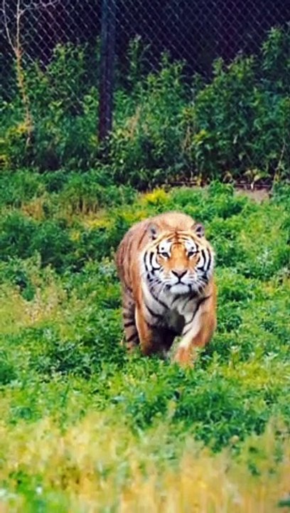 tiger the ferocious predator