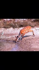 İyi bir refleks seni hayatta tutar