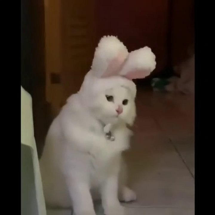 Cute Cat