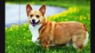 Top 10 Most Beautiful Dog Breeds in the World #Shorts