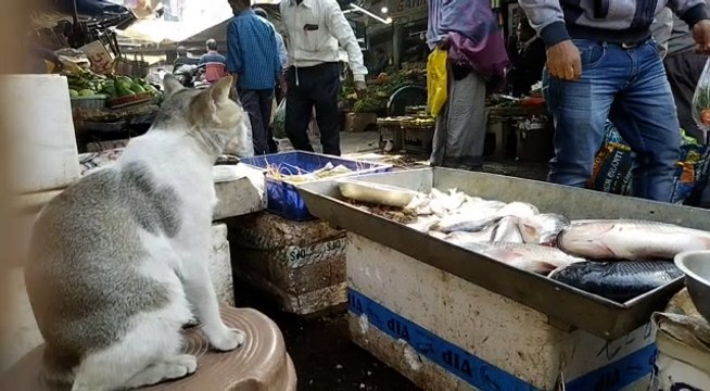 মাছ পাহারায় সিদ্ধহস্ত আদরের ‘মিনি’, বিড়ালের আজব কীর্তিতে বিস্মিত বেনাচিতি | Oneindia Bengali