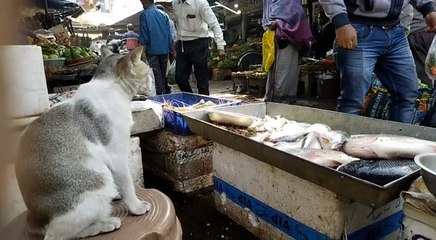 মাছ পাহারায় সিদ্ধহস্ত আদরের ‘মিনি’, বিড়ালের আজব কীর্তিতে বিস্মিত বেনাচিতি | Oneindia Bengali