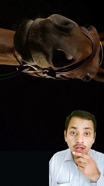 Horse hide face