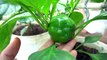 How to grow bell peppers from seeds