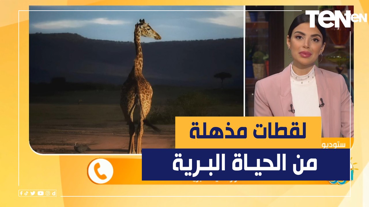 سحر الحياة البرية.. لقطات مذهلة للحيوانات البرية رصدتها الكاميرا في 2022