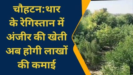 चौहटन: किसान के जज्बे को सलाम, रेतीले धोरों में अंजीर की खेती कर किया कमाल