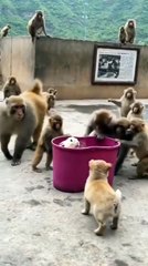 monky plying with rabbit